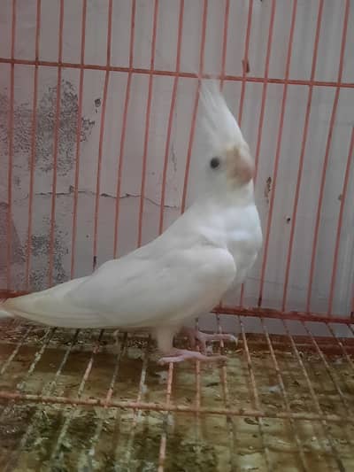 eno white red eye breader male. .