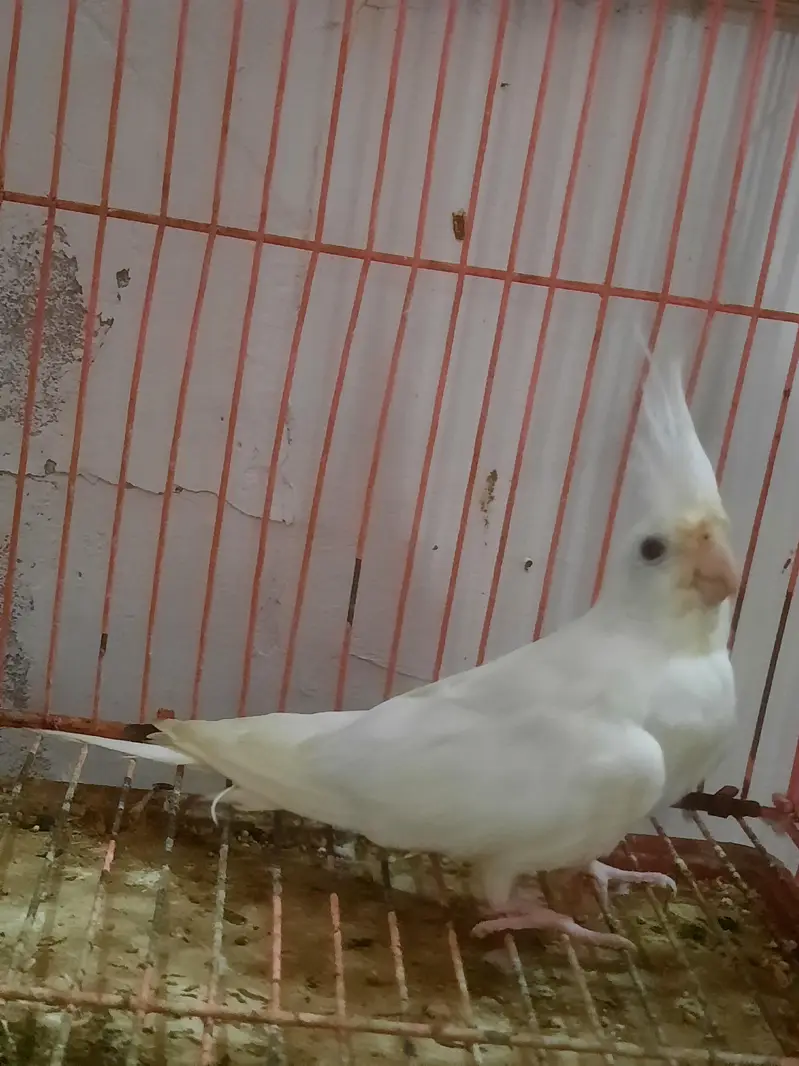 eno white red eye breader male. . — photo 2