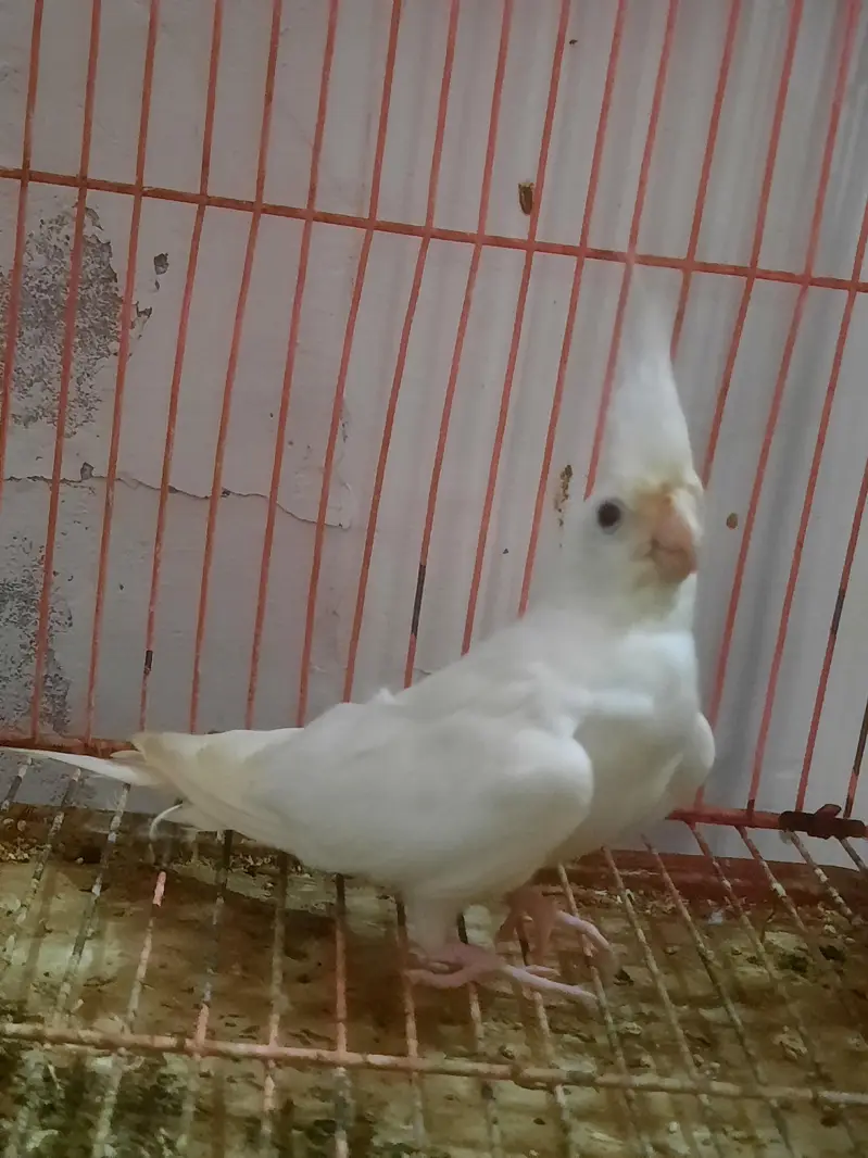 eno white red eye breader male. . — photo 3