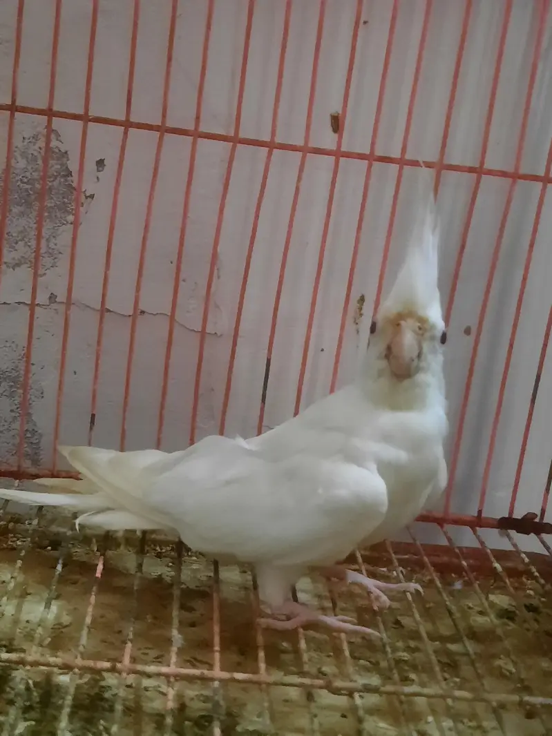 eno white red eye breader male. . — photo 4