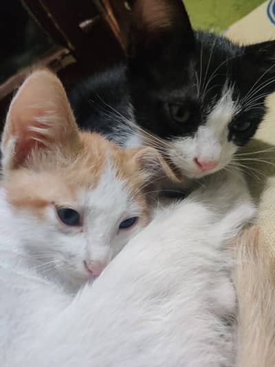 Black & White and White & brown kitten