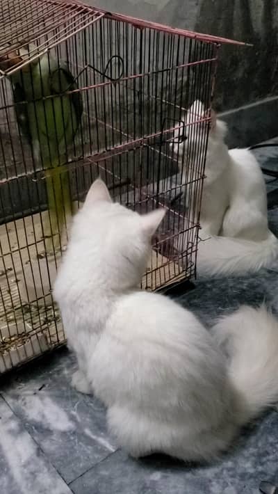 persian cat pair