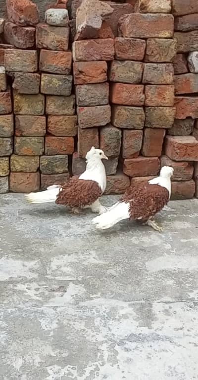 frillback pigeon pair and Budapest pigeon pair