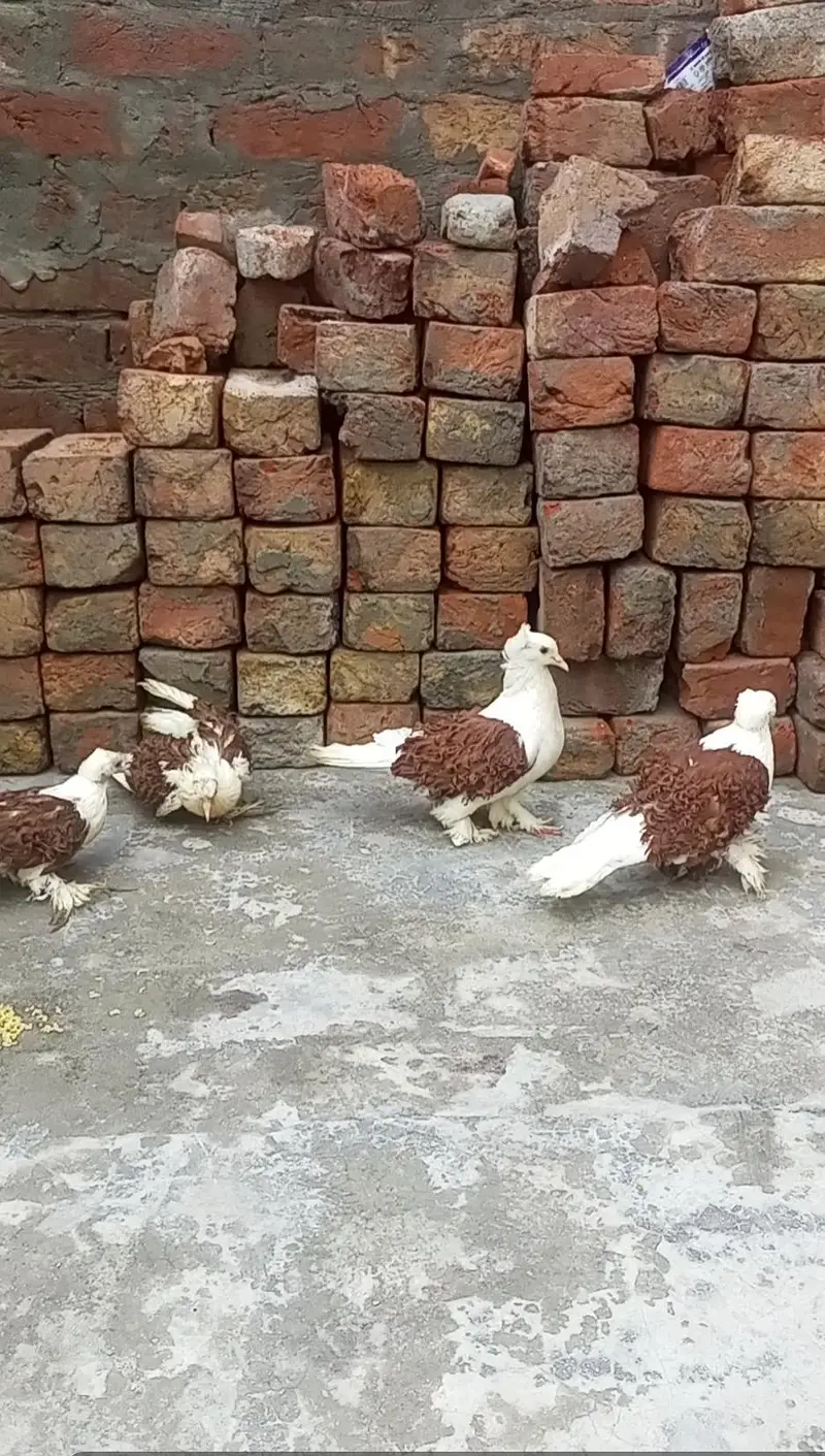 frillback pigeon pair and Budapest pigeon pair — photo 2
