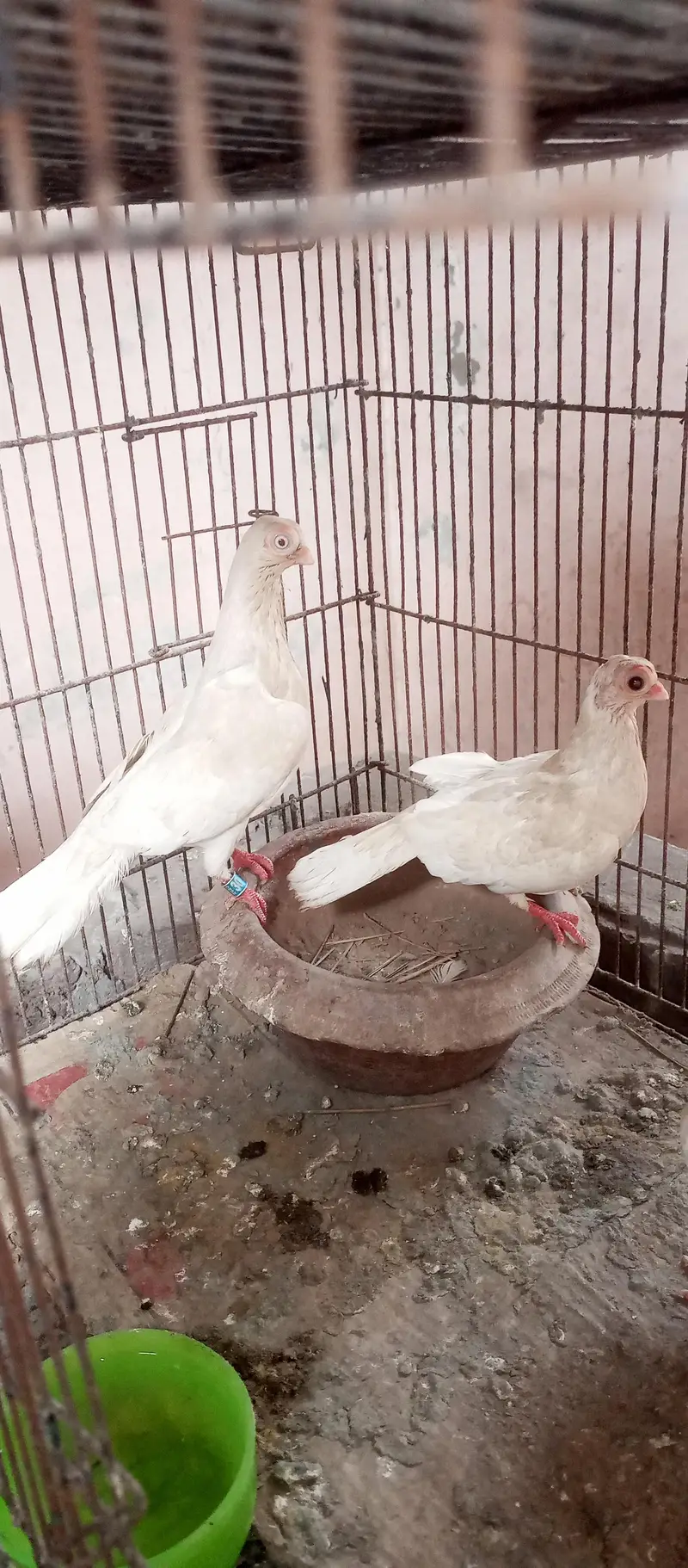 frillback pigeon pair and Budapest pigeon pair — photo 3