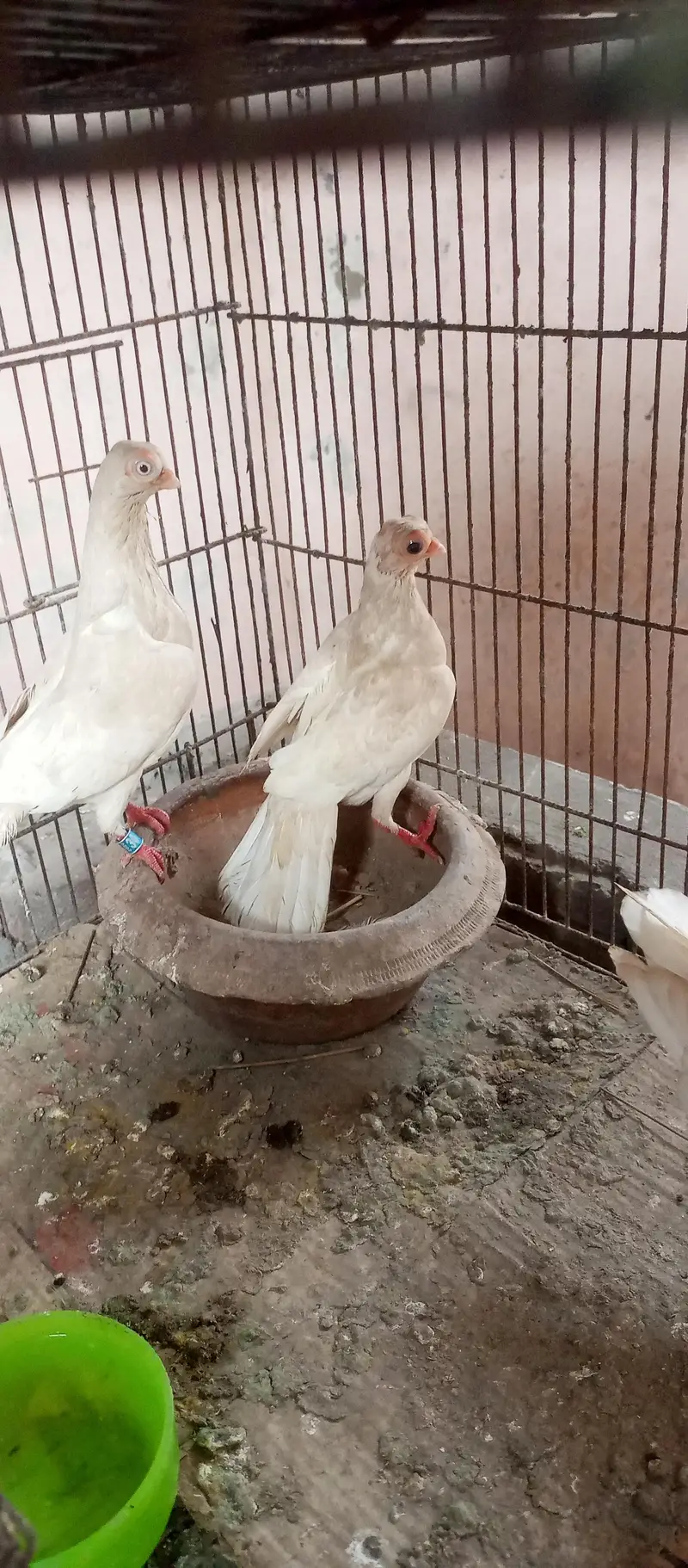 frillback pigeon pair and Budapest pigeon pair — photo 4