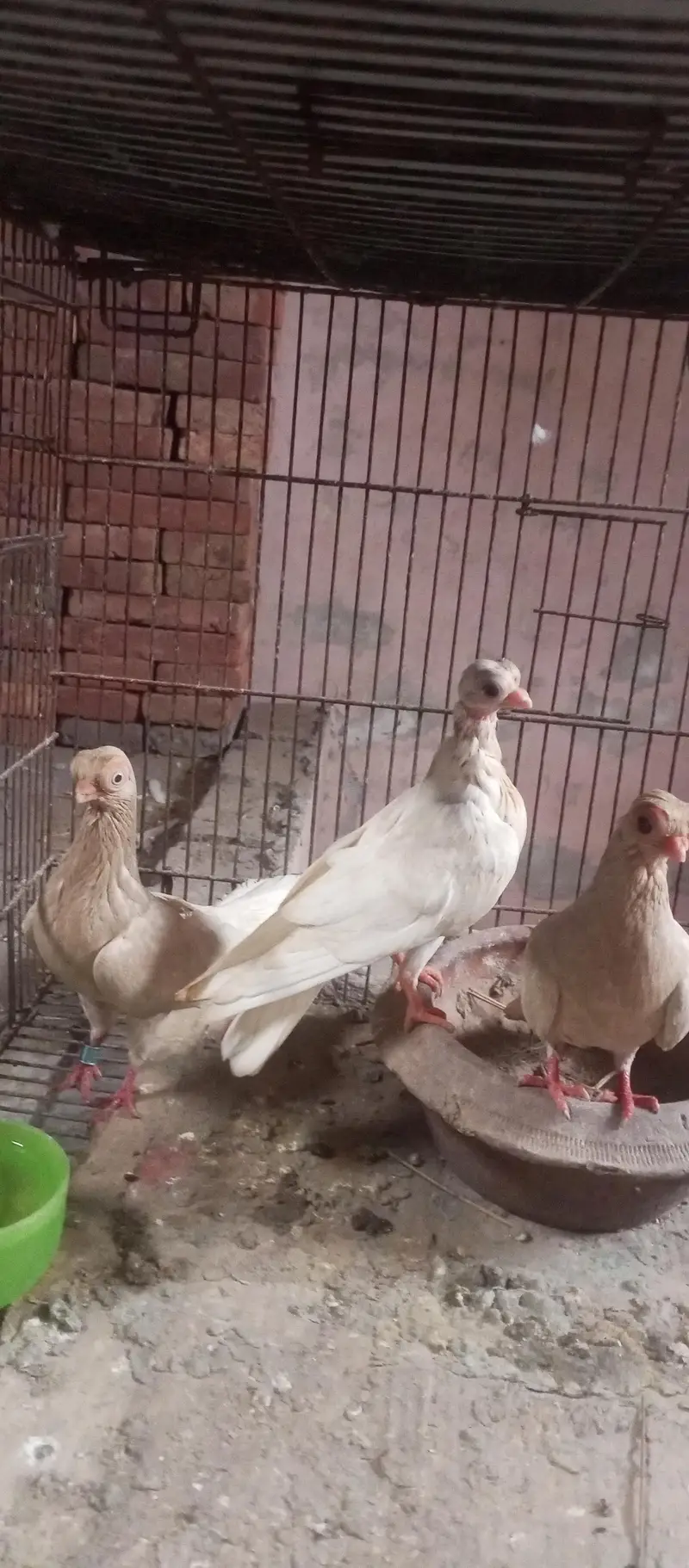 frillback pigeon pair and Budapest pigeon pair — photo 5
