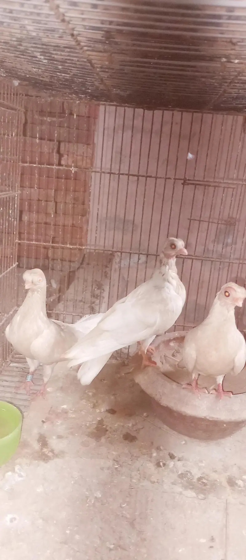 frillback pigeon pair and Budapest pigeon pair — photo 6
