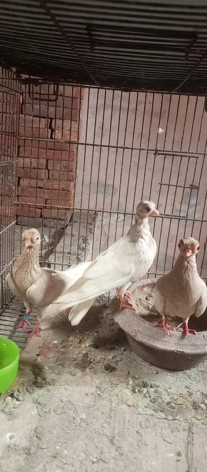 frillback pigeon pair and Budapest pigeon pair — photo 7