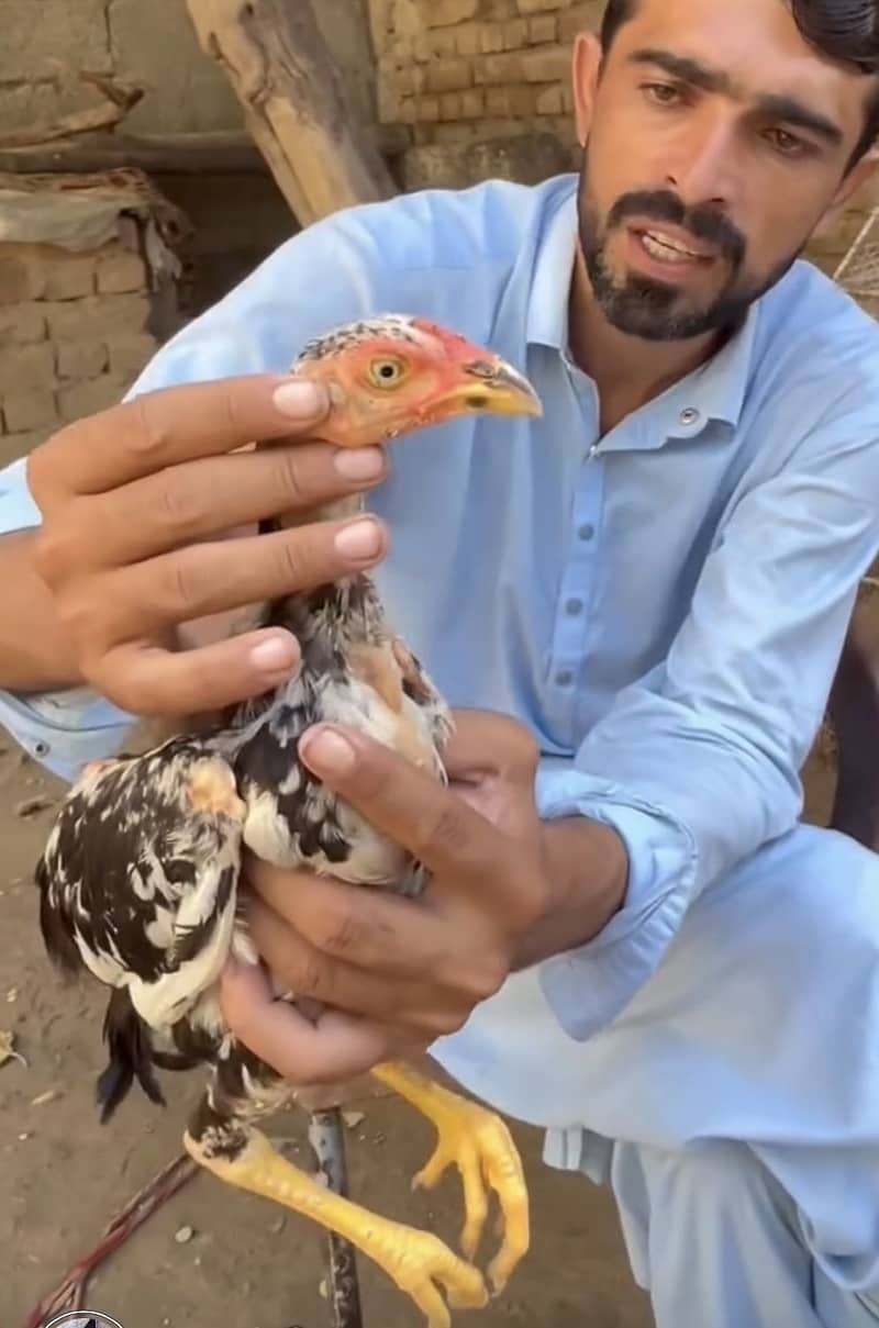 Lasani chick 0