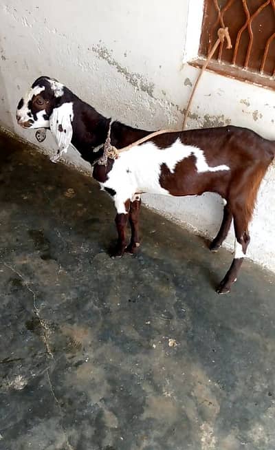 Pathora - Bakra - Kheera Bakra