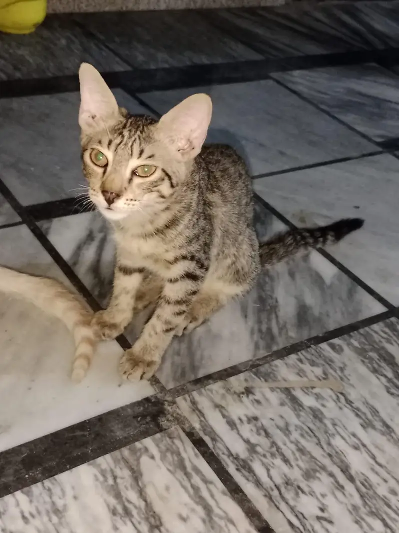 cute cat — photo 2