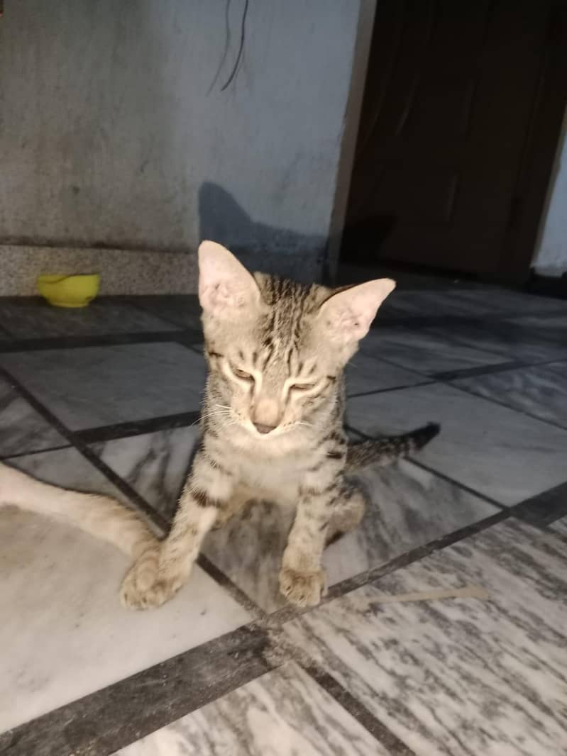 cute cat 2