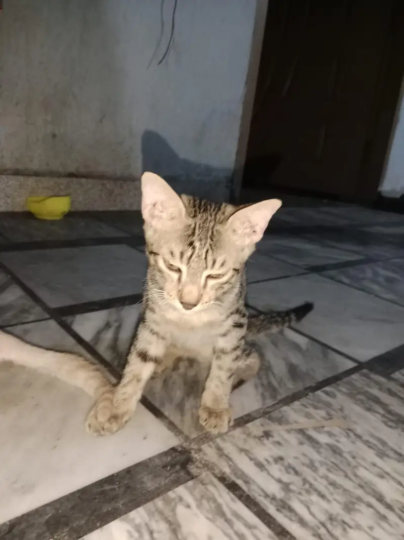 cute cat — photo 3