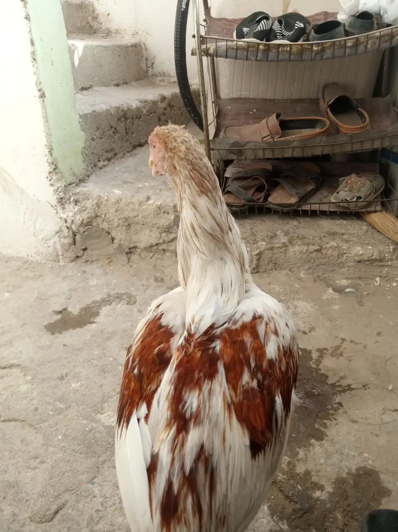 Aseel cheena 1 — photo 2