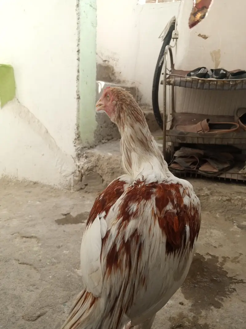 Aseel cheena 1 — photo 3