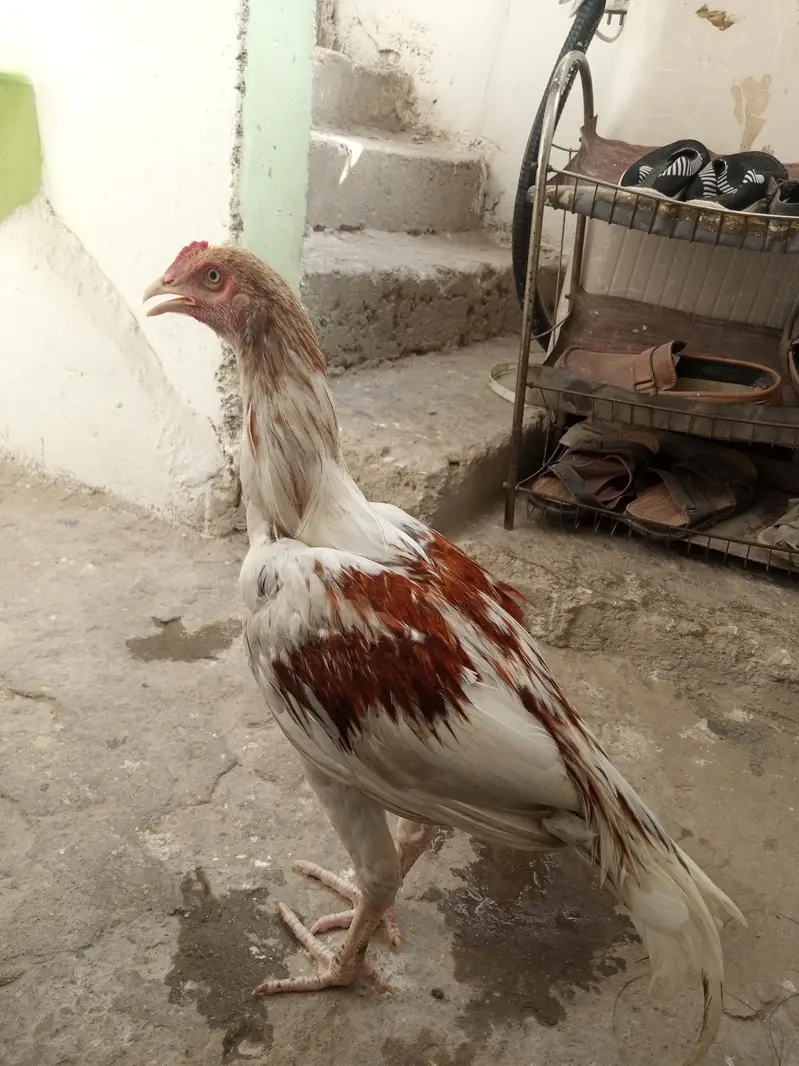 Aseel cheena 1 — photo 4