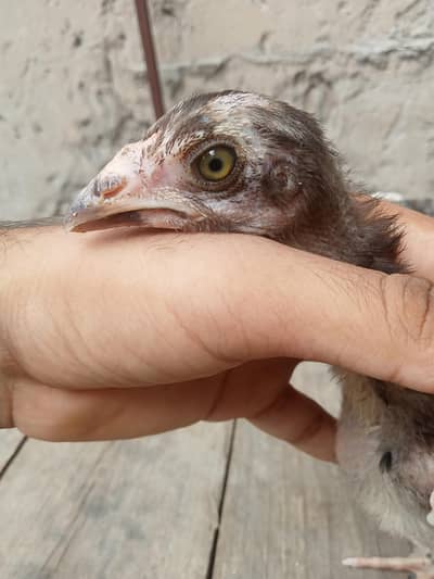 burmi chicks