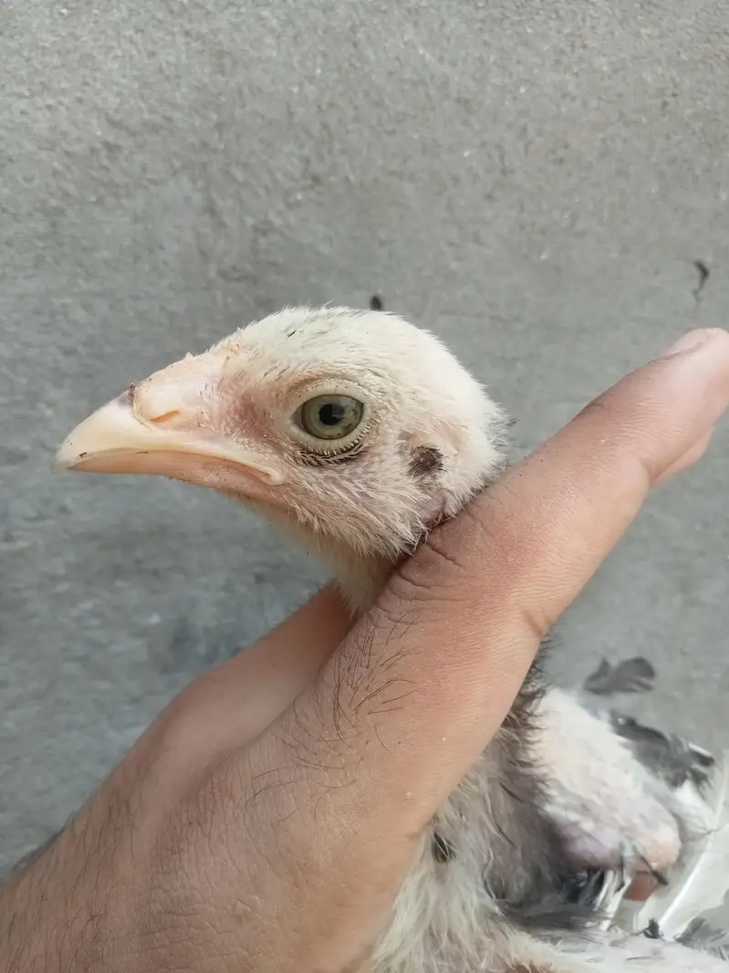 burmi chicks — photo 2