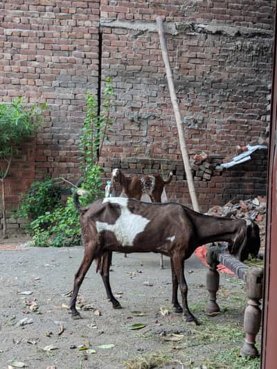bakri for sale