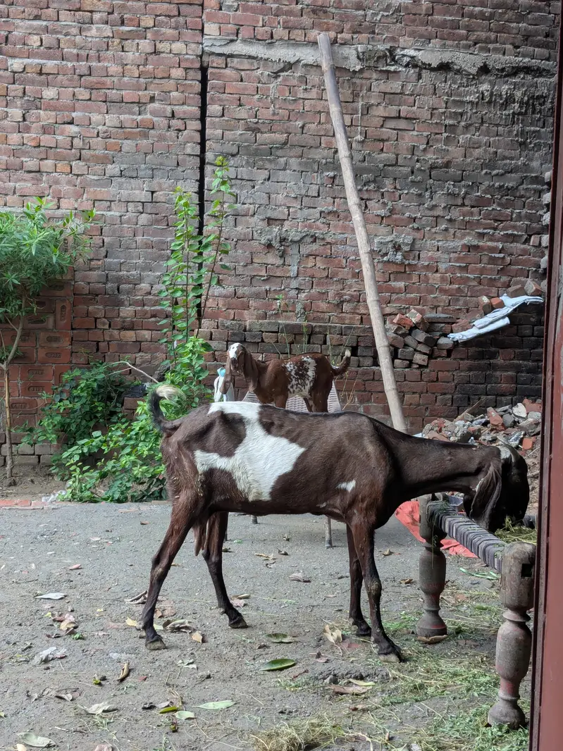 bakri for sale