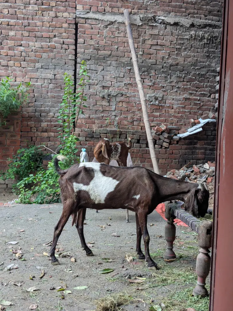 bakri for sale — photo 2