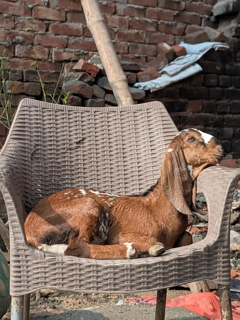 bakri for sale — photo 3