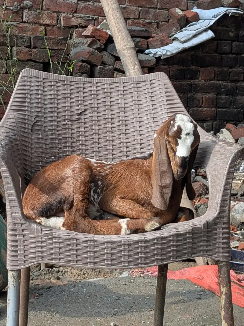bakri for sale — photo 4