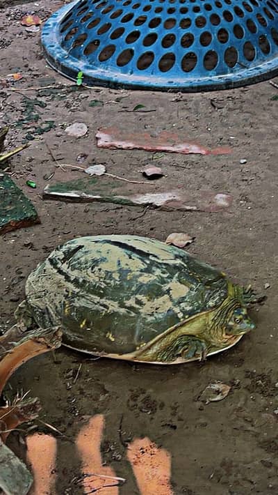 Indian Flat shape Rare turtle ///03361413288