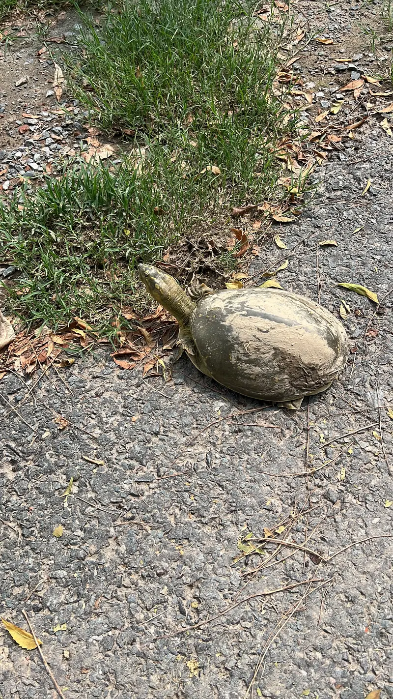 Indian Flat shape Rare turtle ///03361413288 — photo 2
