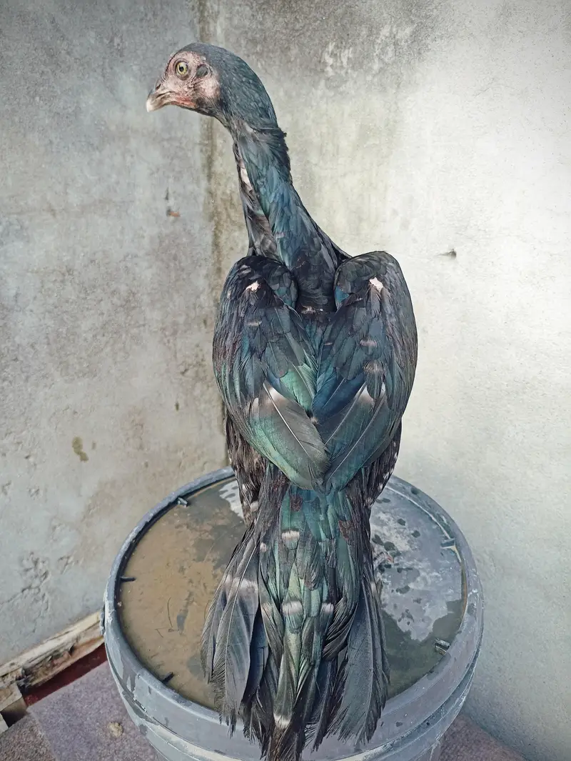 Aseel pathi for sale — photo 3