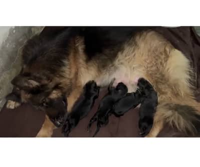 German shepherd