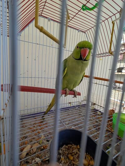 Ringneck ka male hai talking keta hai
