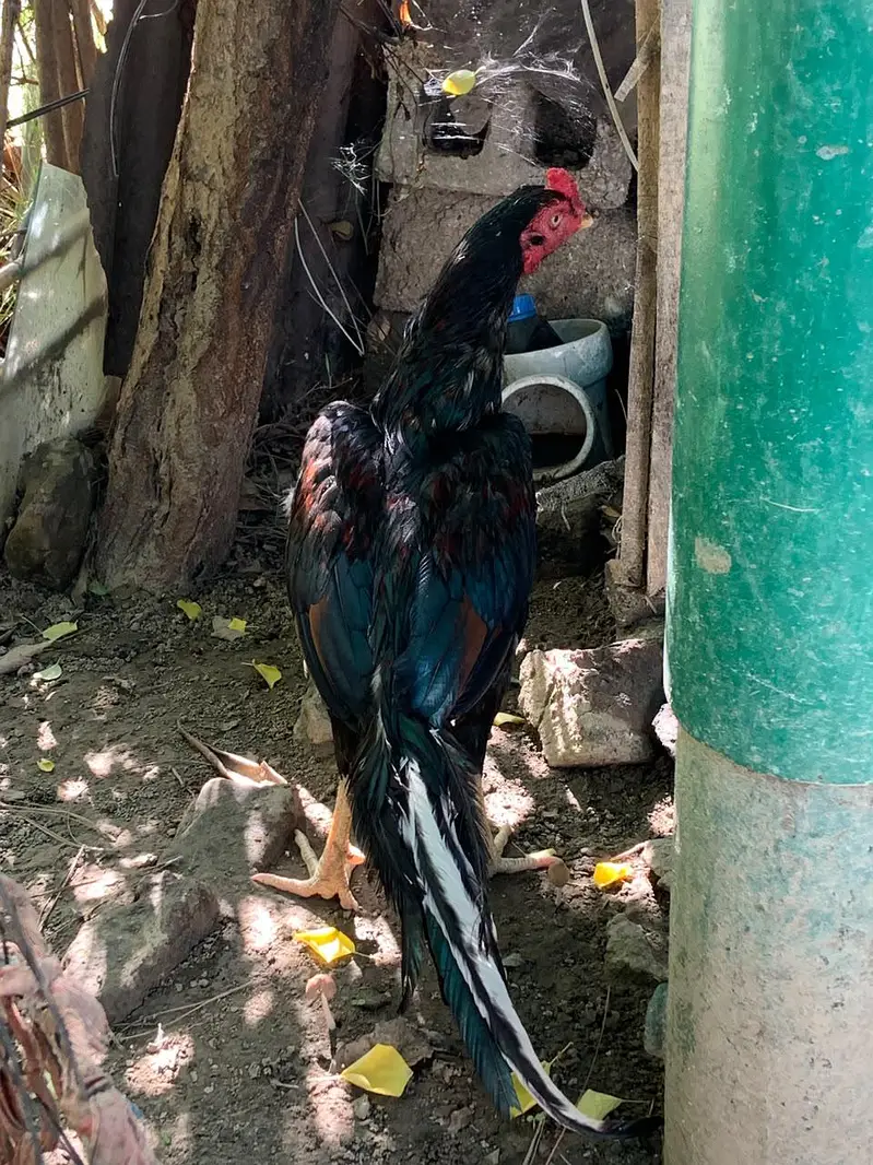 Aseel pattha — photo 2
