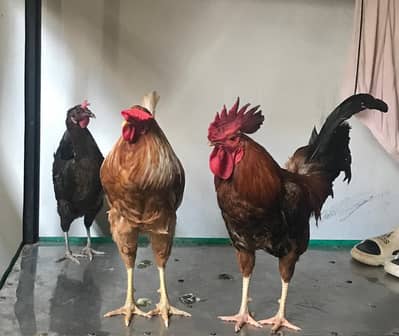 Desi murghy for sale