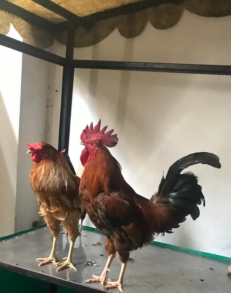 Desi murghy for sale — photo 2