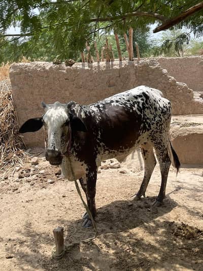 pure cholistani cow for sale