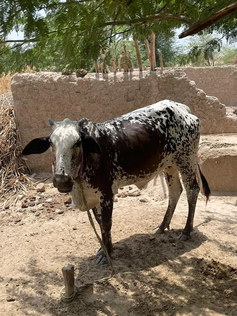 pure cholistani cow for sale