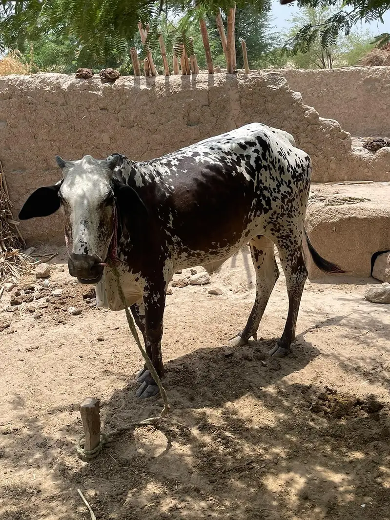 pure cholistani cow for sale — photo 2