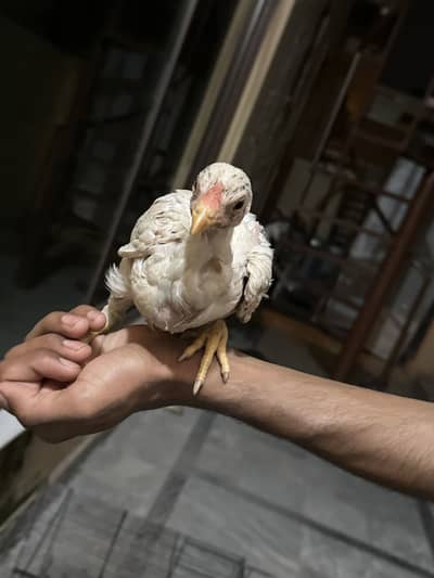 Aseel Chicks 5 Months Age
