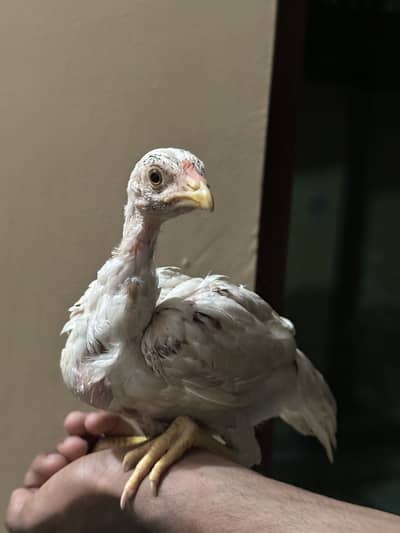 Pure Java Aseel Chicks Full Active