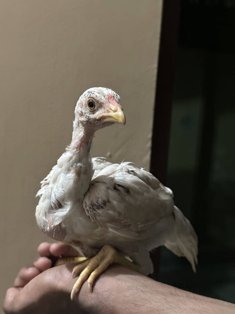 Java Aseel Chicks 5 Months Age Full Active 1