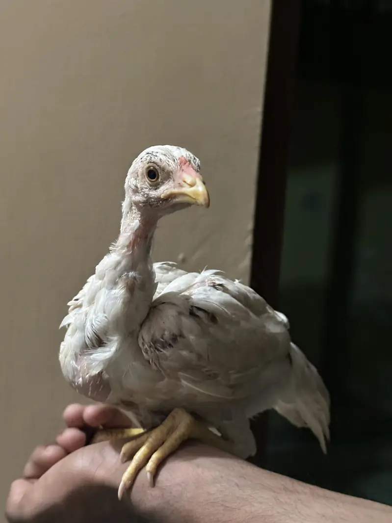 Aseel Chicks 5 Months Age — photo 2