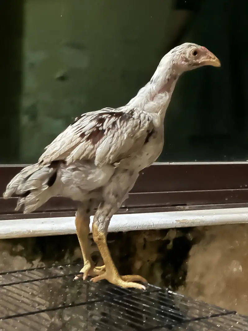 Aseel Chicks 5 Months Age — photo 3