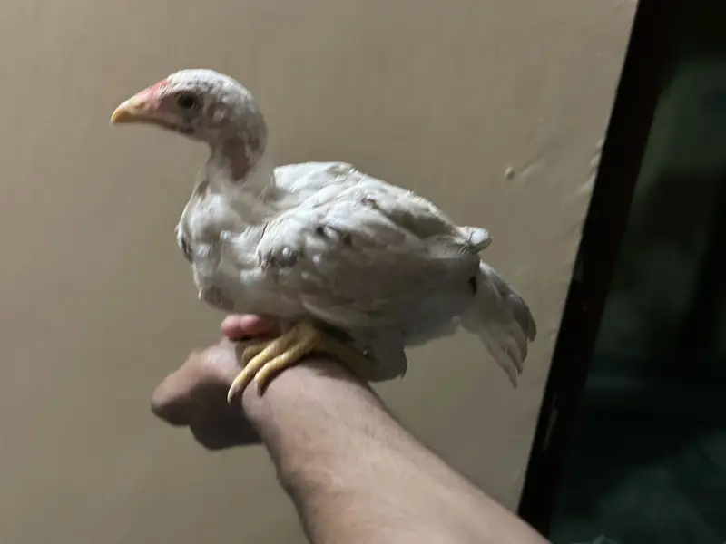 Aseel Chicks 5 Months Age — photo 4
