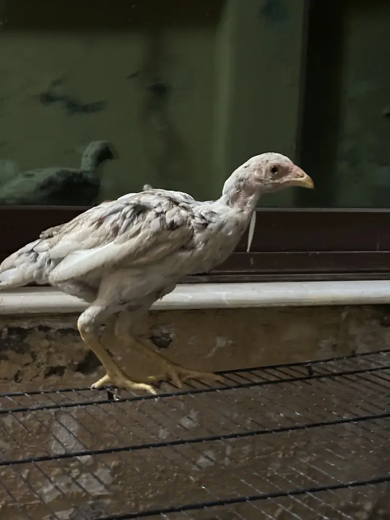 Aseel Chicks 5 Months Age — photo 5