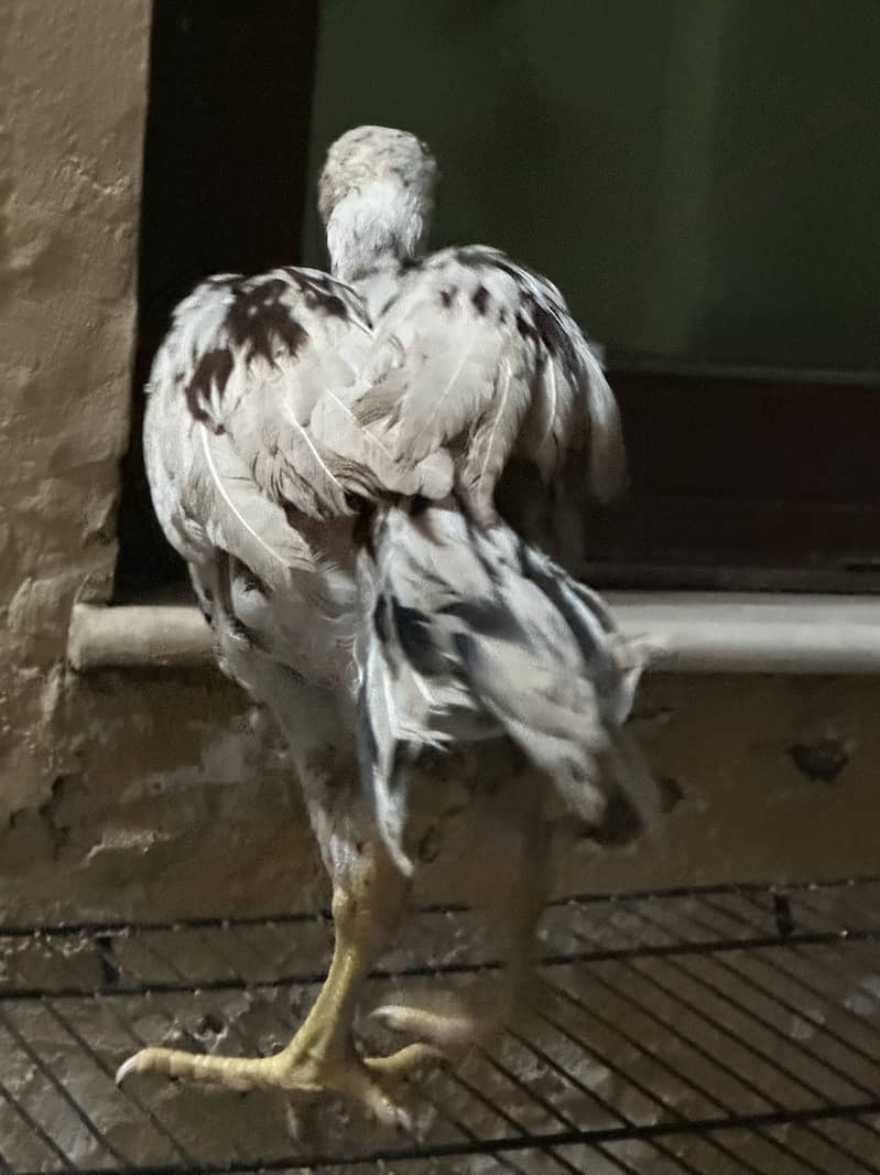 Java Aseel Chicks 5 Months Age Full Active 4