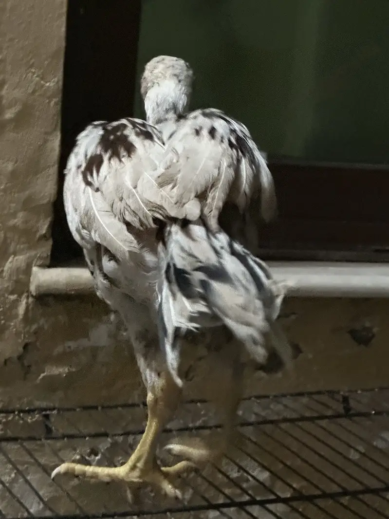 Aseel Chicks 5 Months Age — photo 6