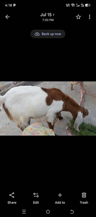 Bakre ka baccha 4 se 5 mahine ka 03152427703