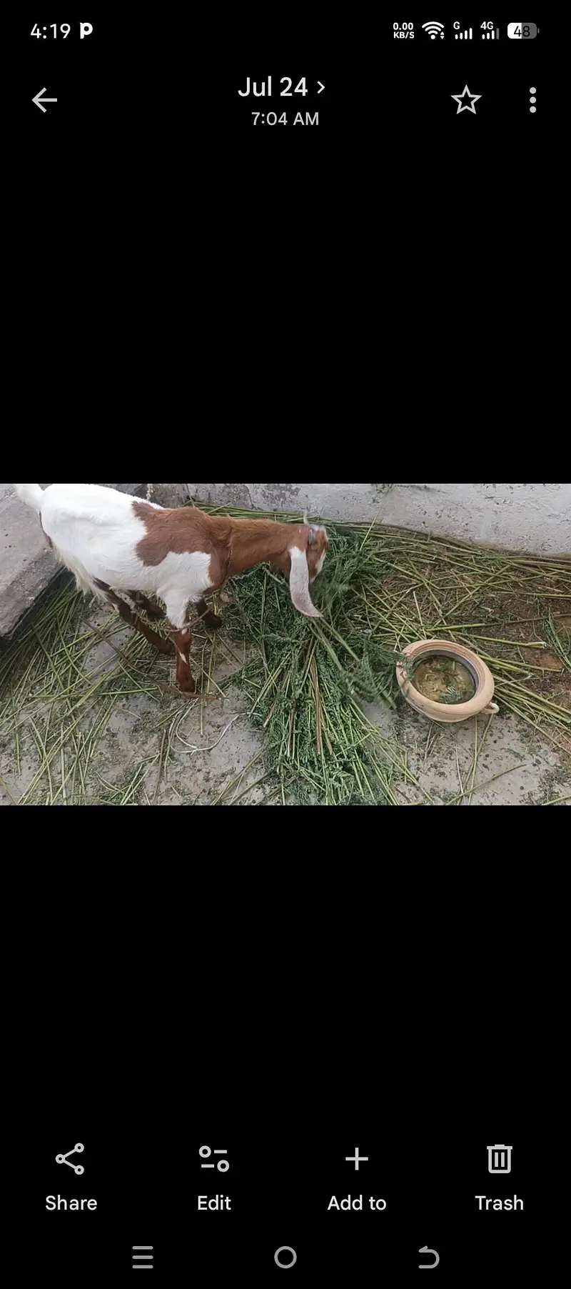 Bakre ka baccha 4 se 5 mahine ka 03152427703 — photo 3